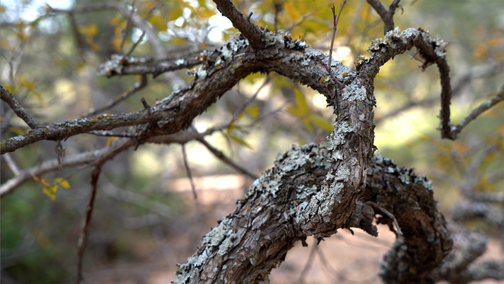 Textures of Texas (2023)